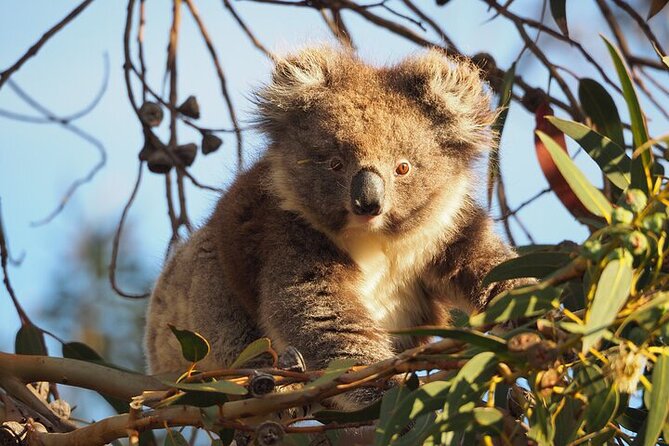 Koala Walking Tour in Kangaroo Island - Key things to know before you go