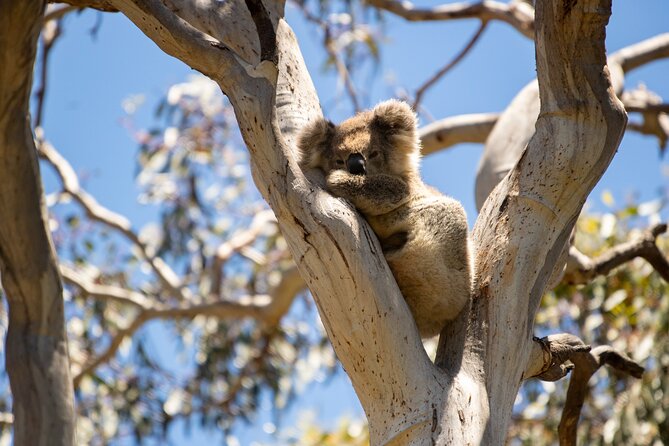 Koala Walking Tour in Kangaroo Island - Stop at Little Sahara dunes: reading sand, not just scenery