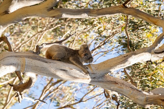 Koala Walking Tour in Kangaroo Island - How the landscapes link together, and why it feels like more than one stop