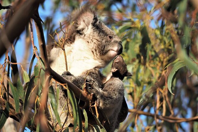 Koala Walking Tour in Kangaroo Island - Getting to Vivonne Bay without a shuttle, and planning your day