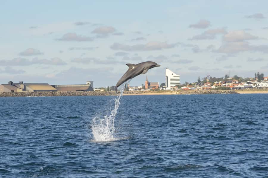 Koombana Bay: Dolphin Eco Cruise - Key Points I’d Use to Plan This Dolphin Cruise