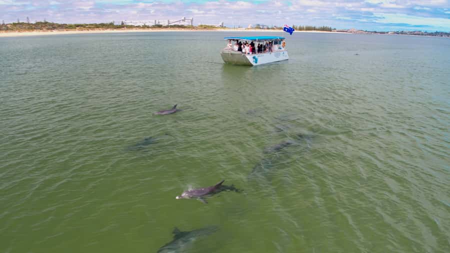Koombana Bay: Dolphin Eco Cruise - Koombana Bay Dolphin Eco Cruise: The Dry, Close-Up Way to Watch Wild Dolphins
