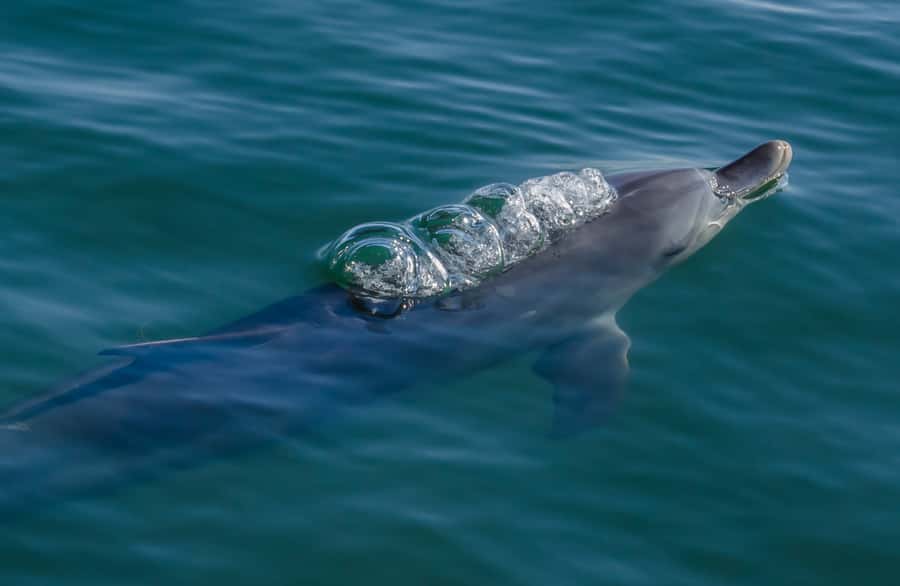 Koombana Bay: Dolphin Eco Cruise - Boarding and the Start at 8 Anchorage Cove