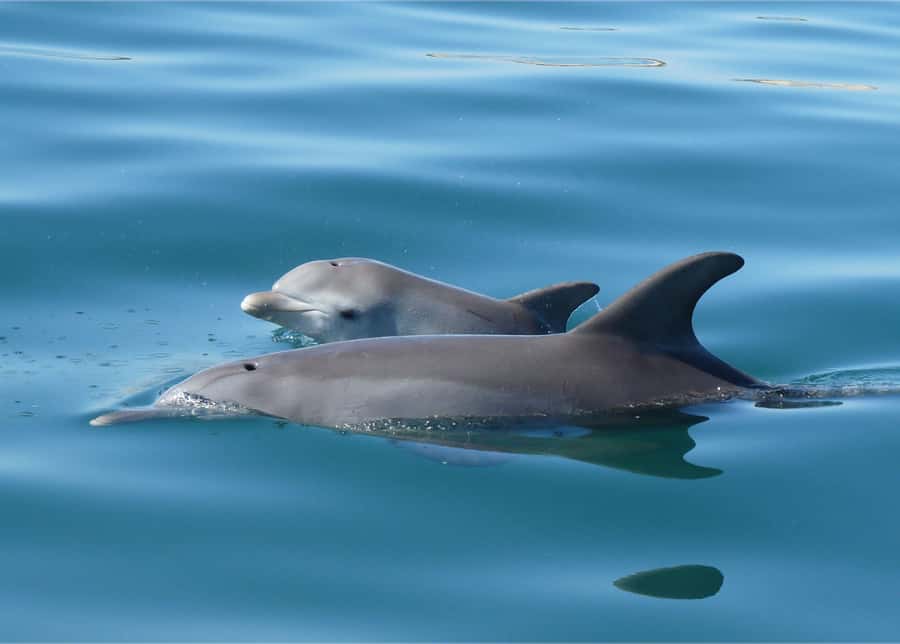 Koombana Bay: Dolphin Eco Cruise - What Happens During the Cruise, Minute by Minute