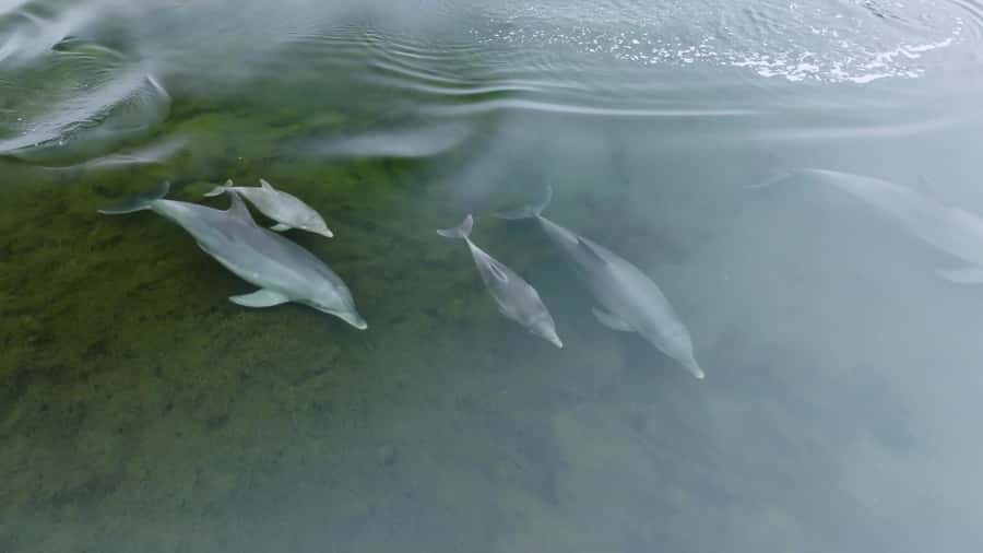Koombana Bay: Dolphin Eco Cruise - Price and Value: Is $46 Worth It for 90 Minutes?