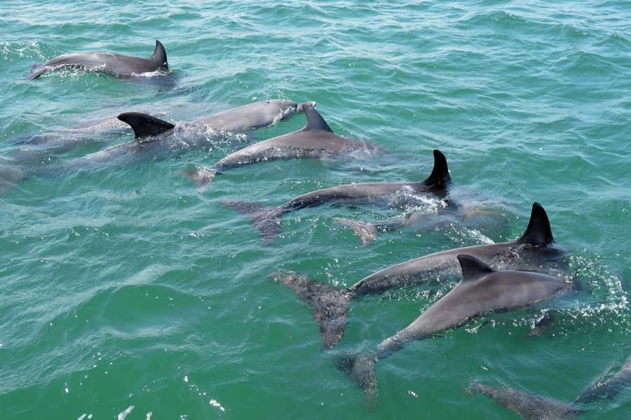 Koombana Bay: Dolphin Eco Cruise - Should You Book This Koombana Bay Dolphin Eco Cruise?