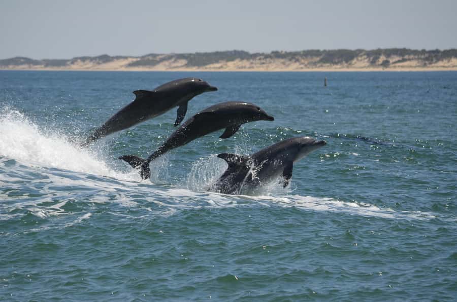 Koombana Bay: Dolphin Eco Cruise - Planning Your Arrival at the Dolphin Discovery Centre in Bunbury