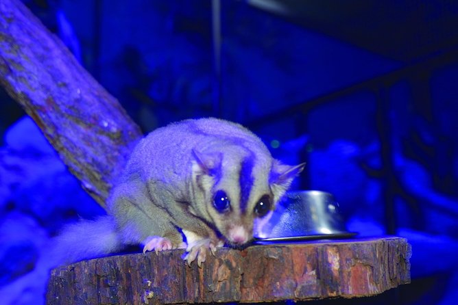 Kuranda Koala Gardens and Birdworld Admission Tickets - Price and Value: Is $27.97 a Fair Deal?