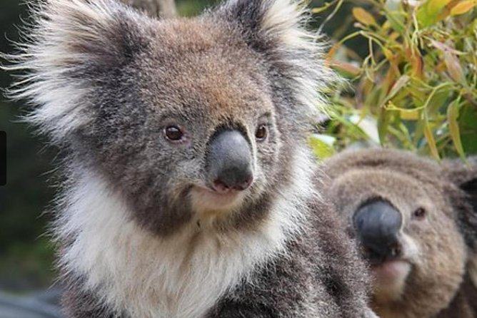 Kuranda Koala Gardens and Birdworld Admission Tickets - Weather and Comfort: Rainy Day Potential