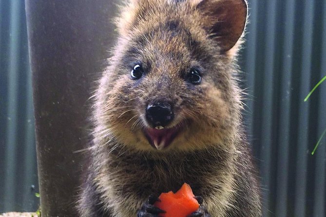 Kuranda Koala Gardens and Birdworld Admission Tickets - Starting Smart: Timing, Route, and How to Avoid Frustration