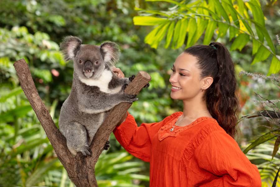 Kuranda Koala Gardens Park Entry - The Nocturnal Exhibit and the Aussie Bush Collection (Marsupials and Reptiles Together)