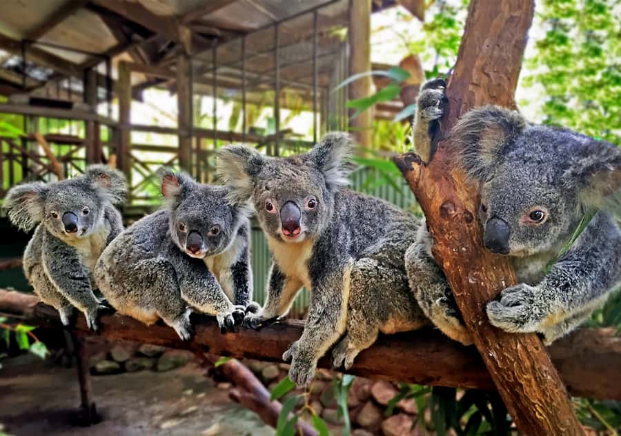 Kuranda: Rainforestation Nature Park - What you should consider: boomerang weather and quick pacing