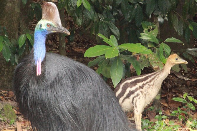Kuranda Riverboat Sightseeing Cruise - Price and Value: Why About $21.52 Can Make Sense