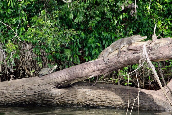 Kuranda Riverboat Sightseeing Cruise - When to Go and How to Choose Your Departure Time