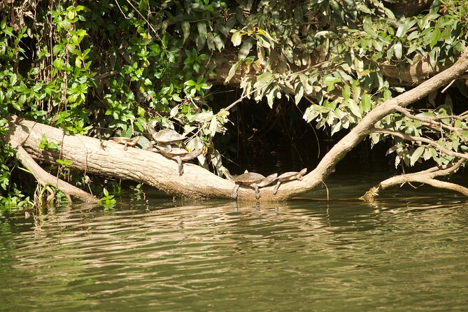Kuranda Riverboat Sightseeing Cruise - Who This Cruise Is Perfect For (And Who Should Consider Alternatives)