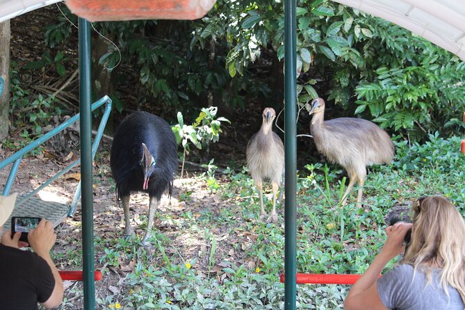 Kuranda Riverboat Sightseeing Cruise - Booking Advice That Actually Helps Your Day Go Smooth