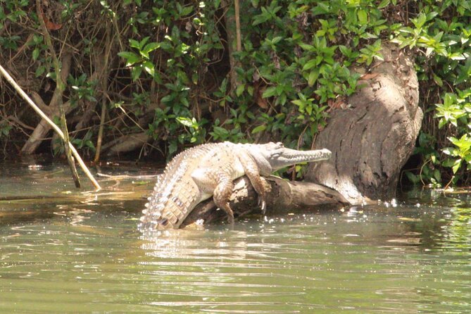 Kuranda Riverboat Sightseeing Cruise - Should You Book the Kuranda Riverboat Sightseeing Cruise?