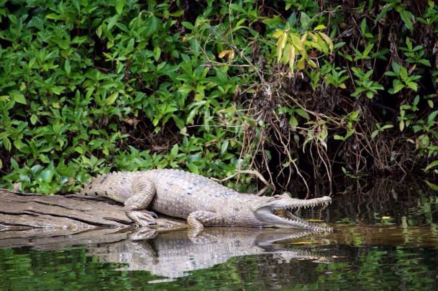 Kuranda: Riverboat Tour - The guided storytelling part, from rainy rainforest facts to fun laughs