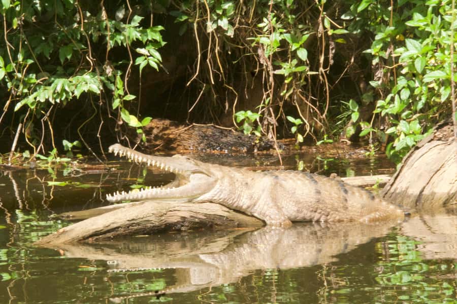 Kuranda: Riverboat Tour - Wildlife spotting on the Barron River, what you might actually see