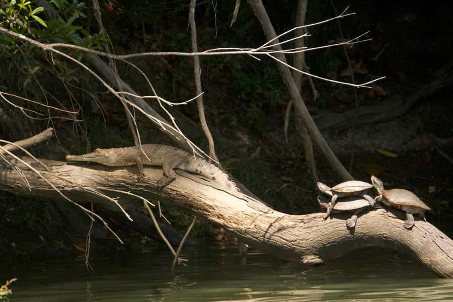 Kuranda: Riverboat Tour - What the 45 minutes feels like, step by step on calm water