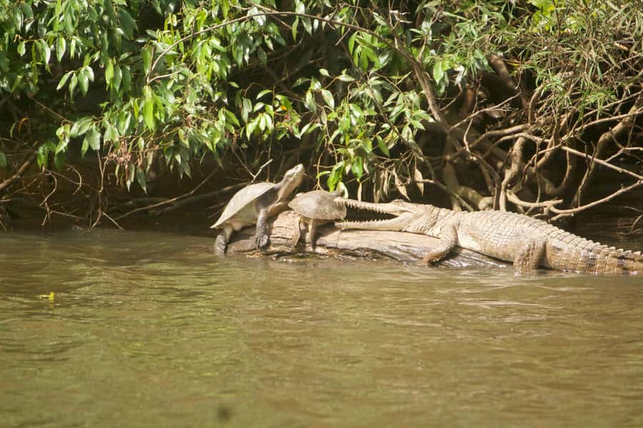 Kuranda: Riverboat Tour - Photography and timing tips, how to get better shots without stress