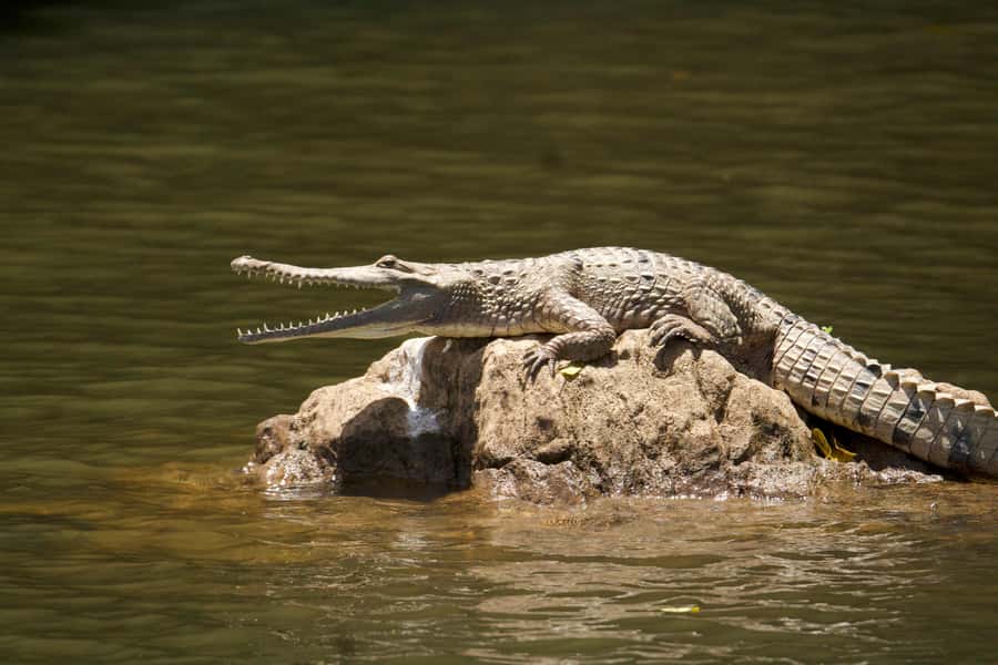 Kuranda: Riverboat Tour - Price and value at around $21, who this is best for