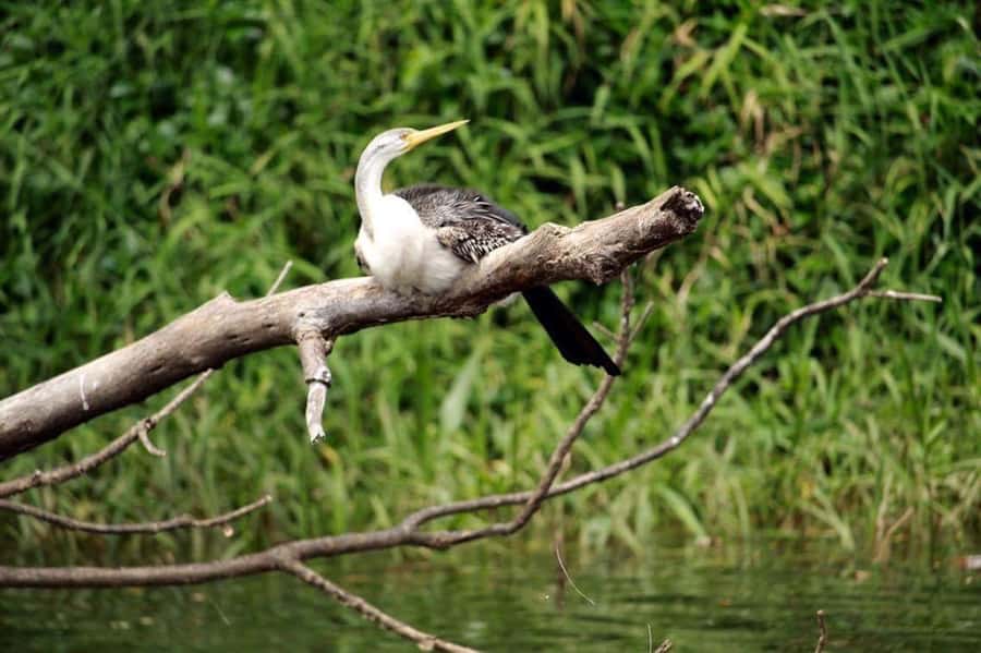 Kuranda: Riverboat Tour - Where the cruise starts, and how to get on the boat smoothly
