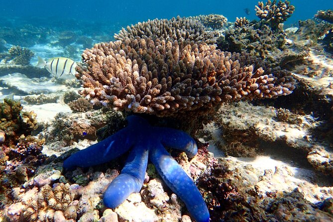 Lagoon Explorer - Ningaloo Reef Full-Day Kayaking and Snorkeling Adventure - Snorkeling at Ningaloo Marine Park, From Shore or From Your Kayak