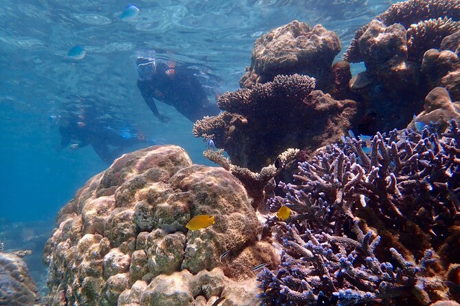 Lagoon Explorer - Ningaloo Reef Full-Day Kayaking and Snorkeling Adventure - Should You Book Lagoon Explorer?