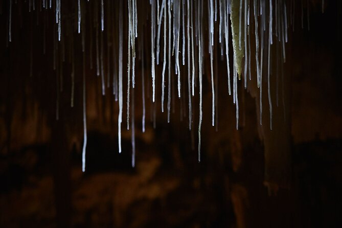 Lake Cave Fully Guided Tour - From sinkhole to sunken forest: the descent that sets the mood
