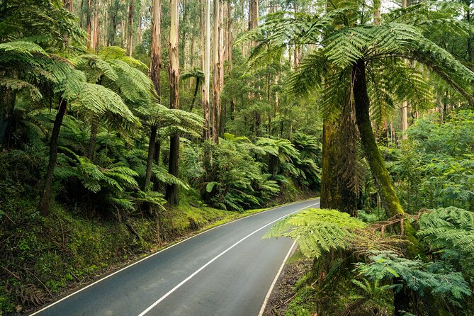 Lake Mountain Snow Trip including Yarra Valley Chocolaterie from Melbourne - Coach ride tips: what to expect in a long, 10-hour day