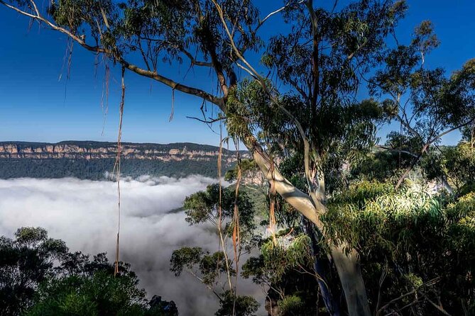 Late Start Blue Mountains Nature, Waterfalls, Koalas Small Group - Govetts Leap and Cahill’s Lookout: Grose Valley views plus one nature walk