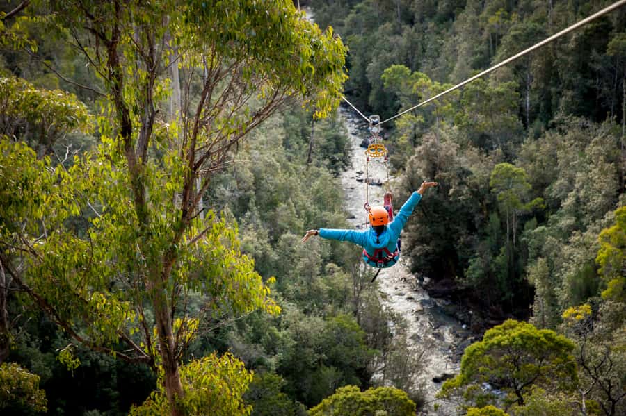 Launceston: Hollybank Forest Treetop Zip Lining with Guide - Hollybank Zip Lining Key Points Worth Knowing
