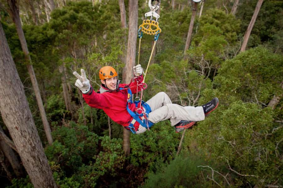 Launceston: Hollybank Forest Treetop Zip Lining with Guide - Hollybank Forest Zip Lines: Flying 50m Over Blue Gum Treetops