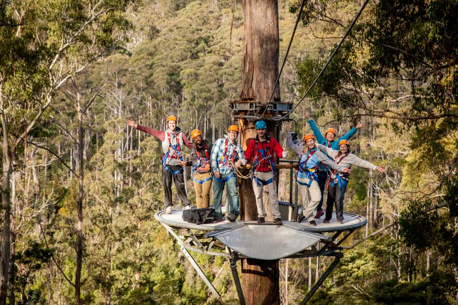 Launceston: Hollybank Forest Treetop Zip Lining with Guide - Six Courses and a 400m Finale: Why the Layout Feels Better Than a One-Off Run