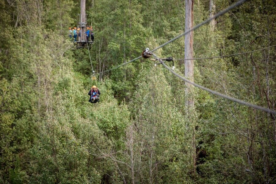 Launceston: Hollybank Forest Treetop Zip Lining with Guide - What You Learn Below: Blue Gum Forest Views With Real Context