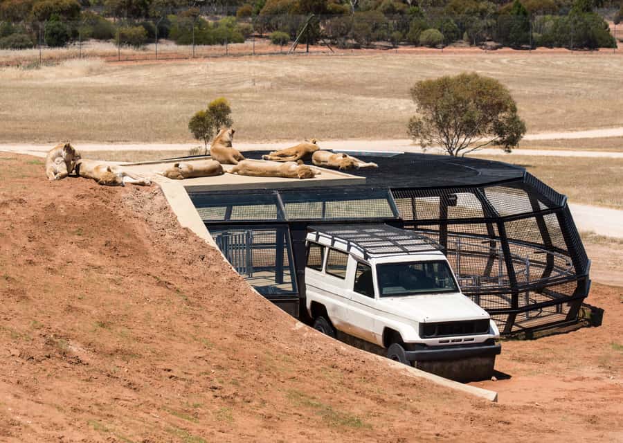 Lions 360 Experience and a Day at Monarto Safari Park - Key points before you go