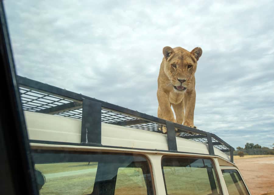 Lions 360 Experience and a Day at Monarto Safari Park - Lions 360, a close-up you can actually enjoy