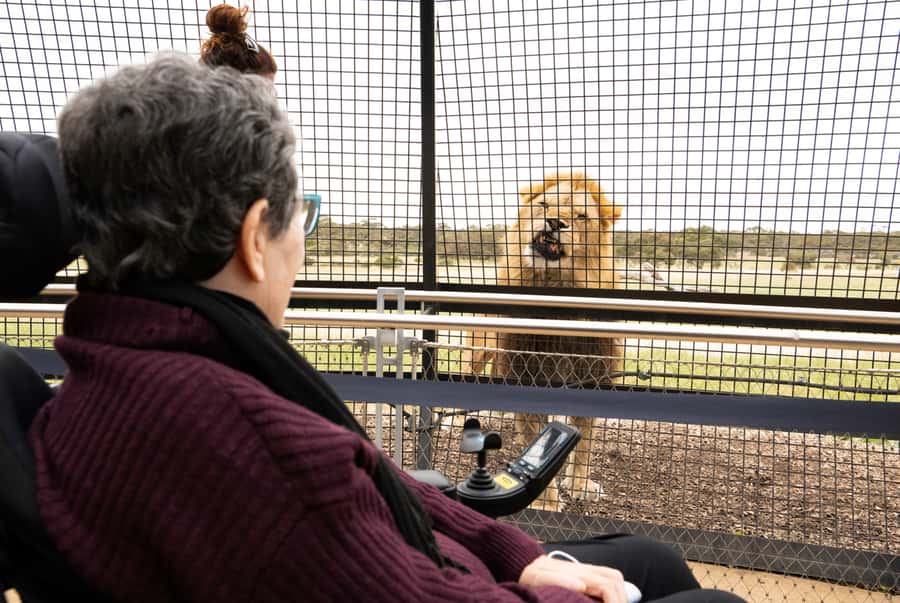 Lions 360 Experience and a Day at Monarto Safari Park - Lions 360 walkthrough, tunnel-to-rail predator view