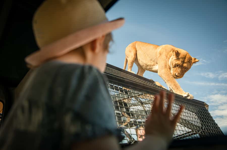 Lions 360 Experience and a Day at Monarto Safari Park - Monarto Safari Park in one day, how to pace it