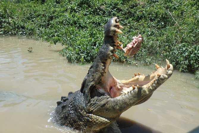 Litchfield and Jumping Crocodiles Full Day Trip from Darwin - Stop 2 first in your mind: the Adelaide River Queen jumping crocodile cruise