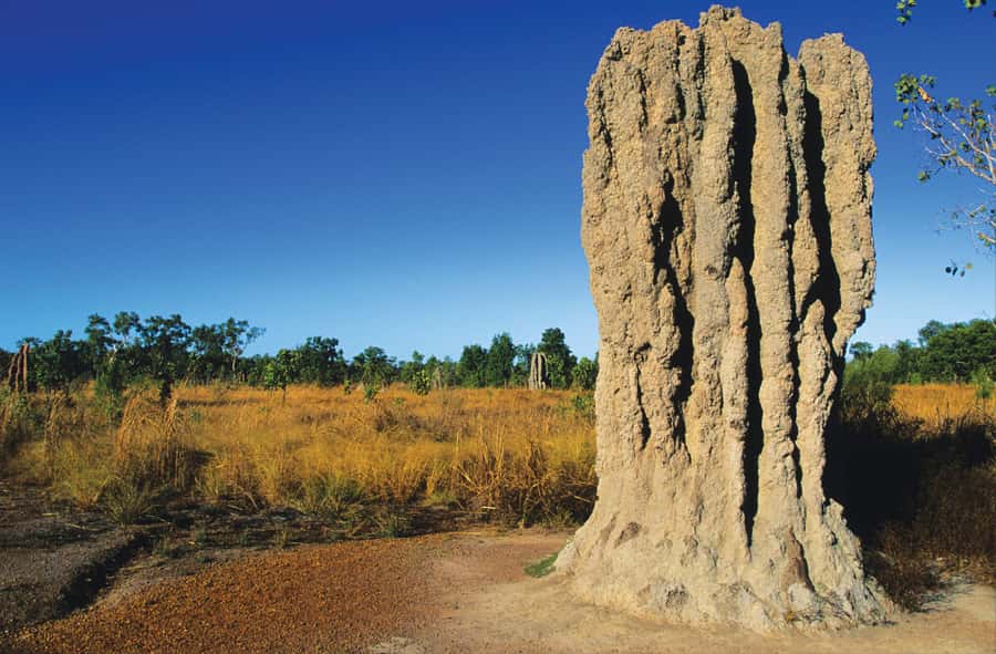 Litchfield National Park: Full-Day & Lunch from Darwin - Monsoon Forests, Tabletop Range, and Those Termite Mound Photos