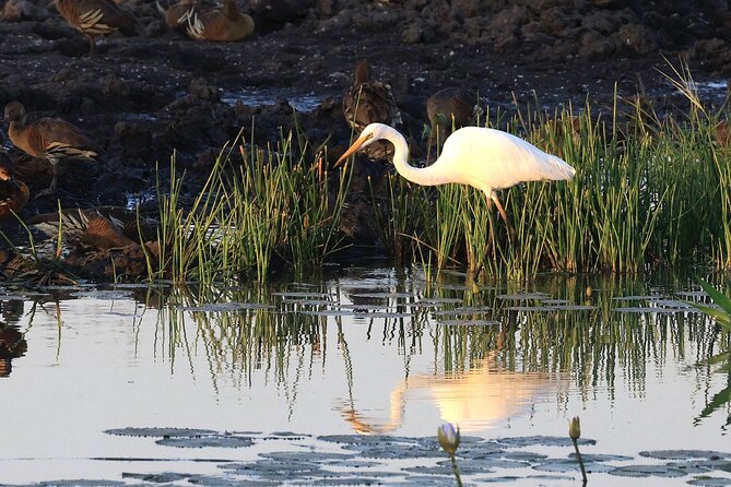 Litchfield National Park Tour with Wetlands or Crocodile Cruise - Magnetic Termite Mounds: Quick, Photo-Worthy, and Surprisingly Interesting