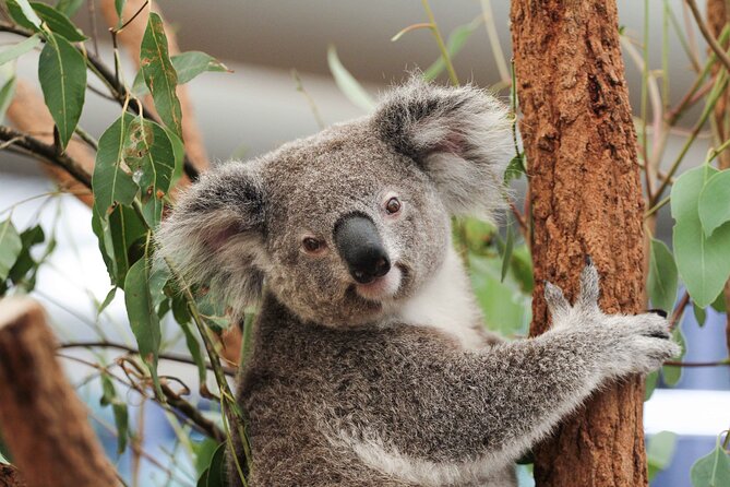 Lone Pine Koala Sanctuary Day Pass - Key highlights to plan around