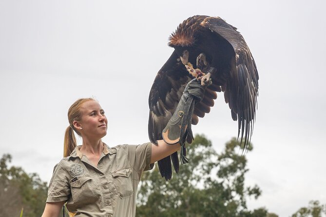 Lone Pine Koala Sanctuary Day Pass - Lorikeet feeding twice daily, plus what to bring your attention to
