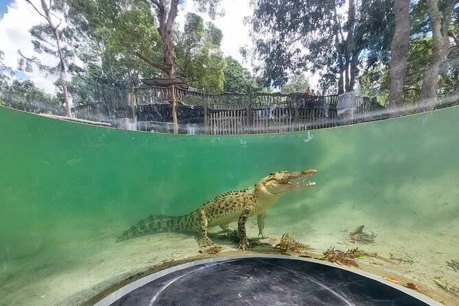 Lone Pine Koala Sanctuary Day Pass - Koalas, encounters, and what the ticket really includes