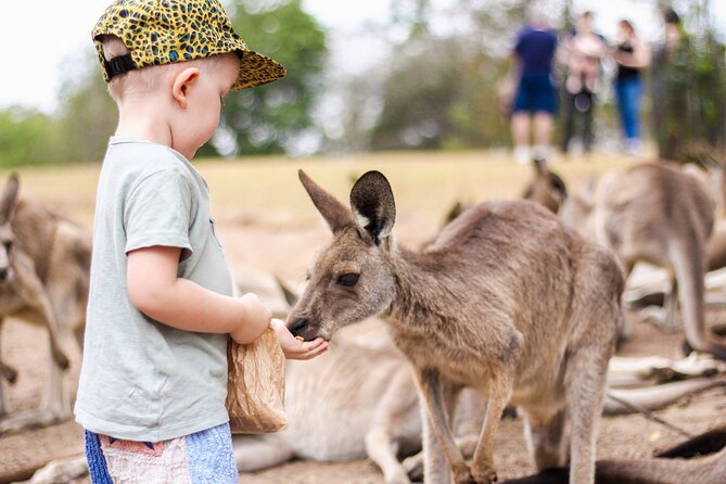 Lone Pine Koala Sanctuary Day Pass - Kangaroo Reserve hand-feeding: the moment kids and adults remember