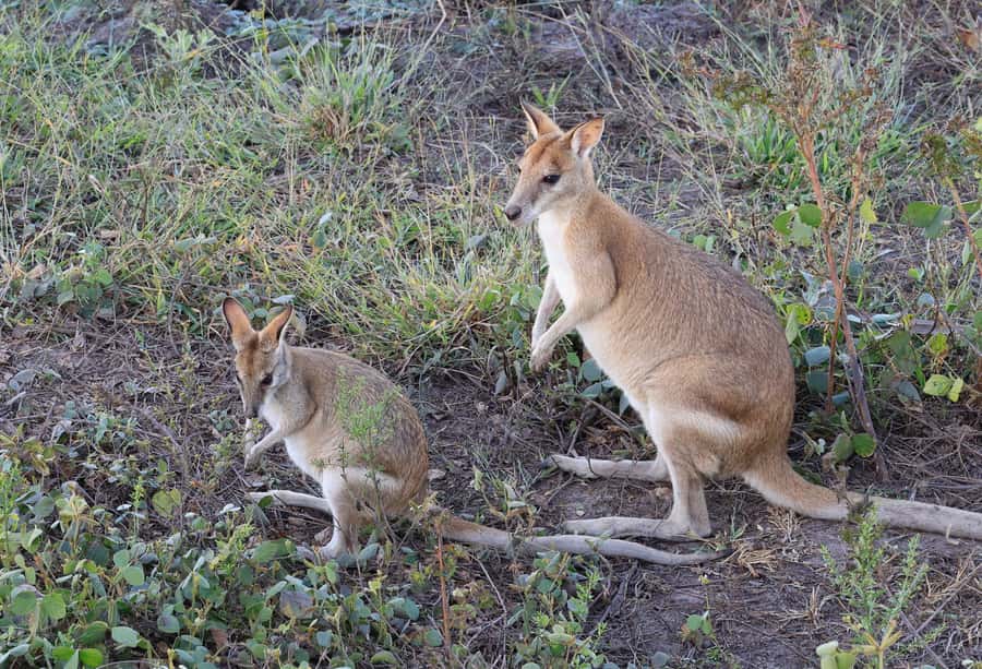 LookAbout Darwin Wetlands Wildlife Premium Tour Max 6 Guests - Should you book LookAbout’s Darwin Wetlands Wildlife Premium Tour?