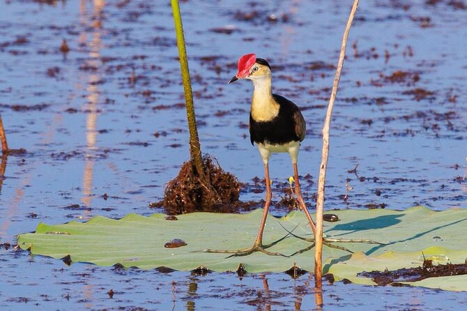LookAbout Darwin Wetlands Wildlife Premium Tour Max 6 Guests - A 5-hour Top End route that’s built for seeing, not racing