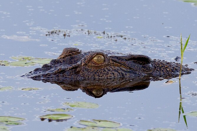 LookAbout Darwin Wetlands Wildlife Premium Tour Max 6 Guests - Humpty Doo Hotel: a genuine Northern Territory pub meal break